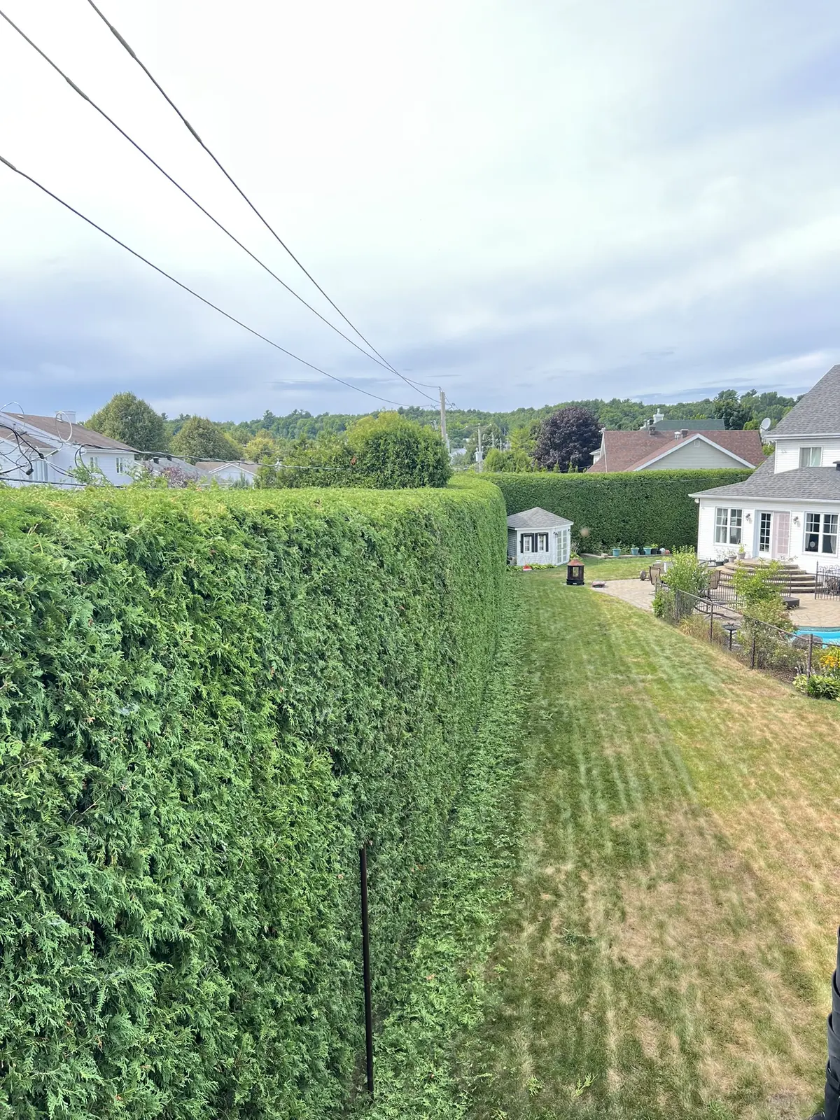 Haie de cedres taillee avec vue sur une cour residentielle